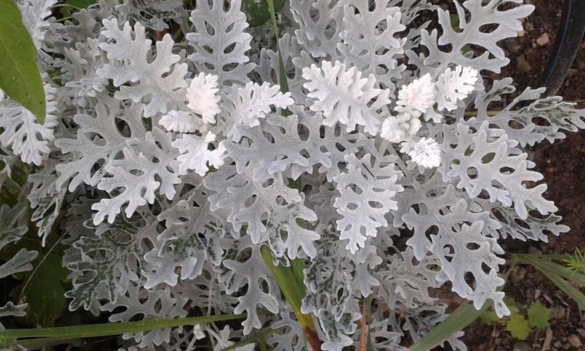  - dragostea  de natura