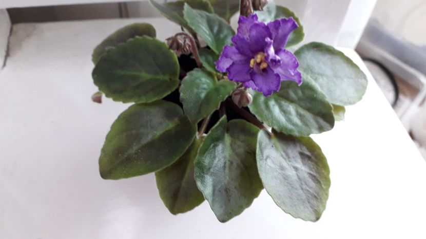  - RS Barkhatnyi Nariad