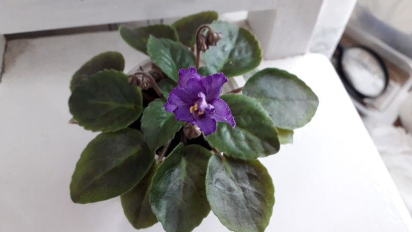  - RS Barkhatnyi Nariad