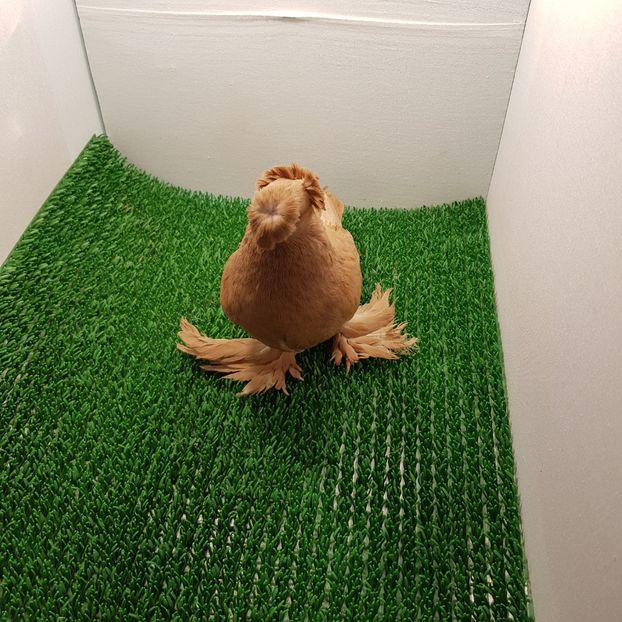 F 2018 - Jucatori de botoșani 2019