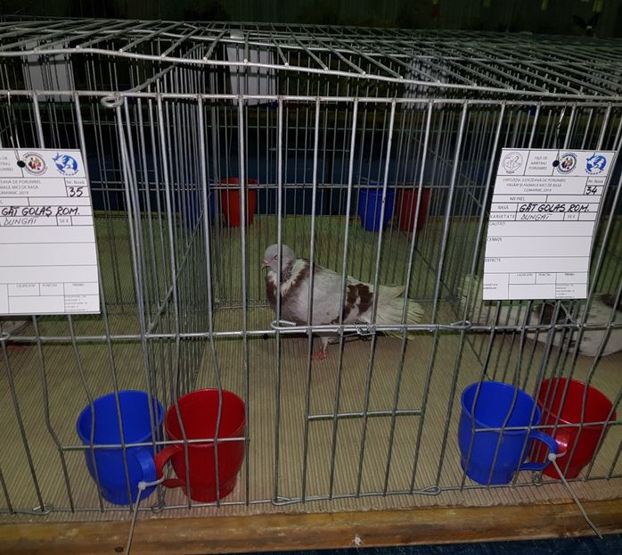 20190124_202813 (3) - u EXPO PASARI PORUMBEI SI ANIMALUTE DE CASA Plesuva Comarnic Ian 2019