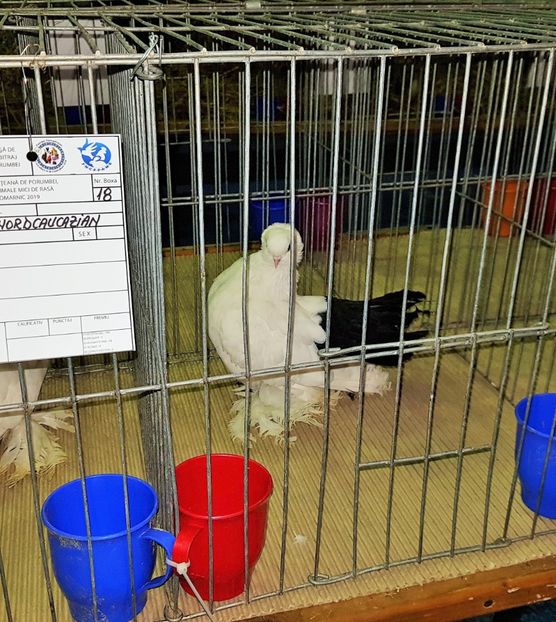 20190124_204016 (4) - u EXPO PASARI PORUMBEI SI ANIMALUTE DE CASA Plesuva Comarnic Ian 2019