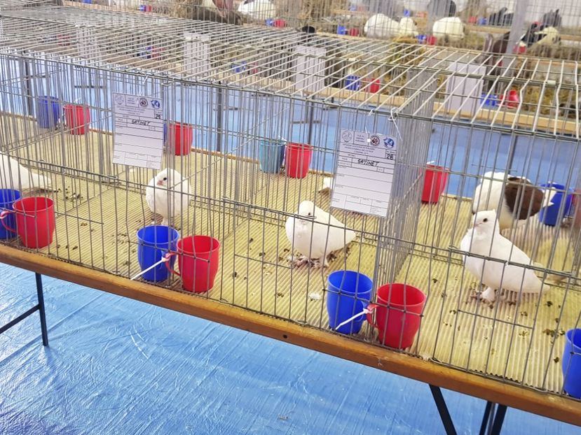  - u EXPO PASARI PORUMBEI SI ANIMALUTE DE CASA Plesuva Comarnic Ian 2019