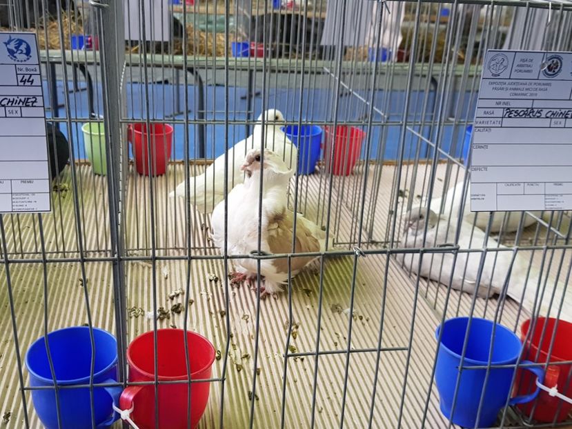  - u EXPO PASARI PORUMBEI SI ANIMALUTE DE CASA Plesuva Comarnic Ian 2019