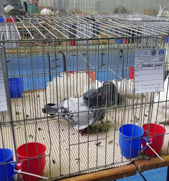20190125_114414 (2) - u EXPO PASARI PORUMBEI SI ANIMALUTE DE CASA Plesuva Comarnic Ian 2019