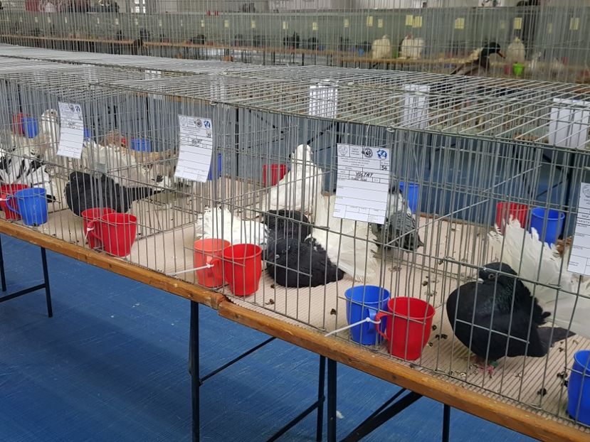  - u EXPO PASARI PORUMBEI SI ANIMALUTE DE CASA Plesuva Comarnic Ian 2019