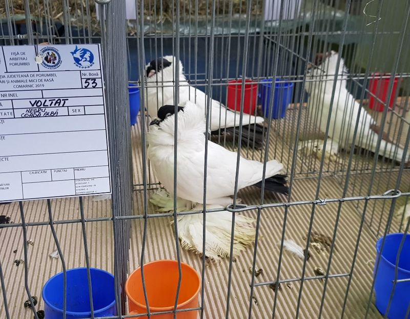 20190125_114439 (2) - u EXPO PASARI PORUMBEI SI ANIMALUTE DE CASA Plesuva Comarnic Ian 2019