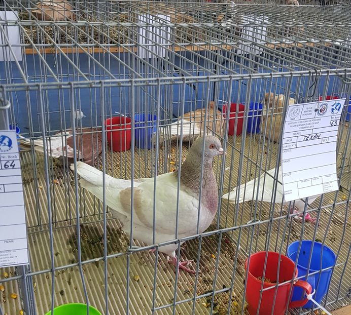 20190125_122923 (3) - u EXPO PASARI PORUMBEI SI ANIMALUTE DE CASA Plesuva Comarnic Ian 2019