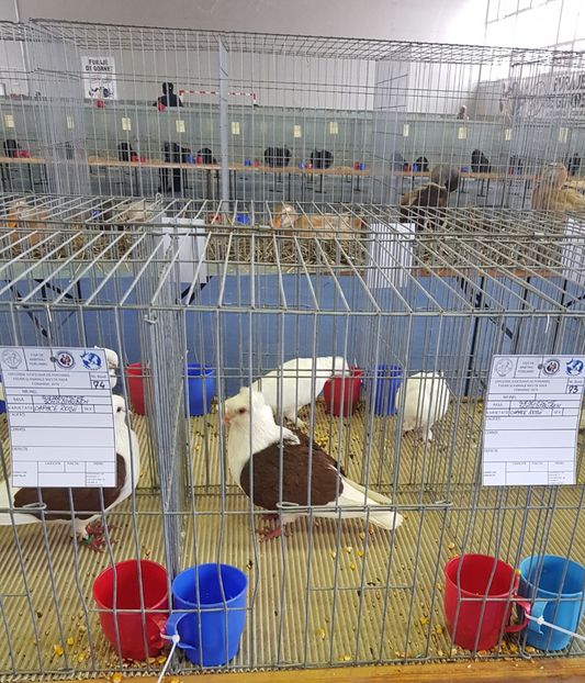 20190125_122941(1) - u EXPO PASARI PORUMBEI SI ANIMALUTE DE CASA Plesuva Comarnic Ian 2019