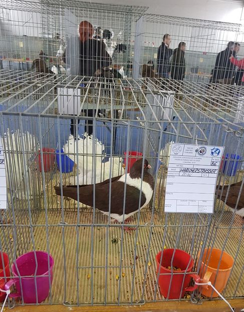 20190125_123001 (2) - u EXPO PASARI PORUMBEI SI ANIMALUTE DE CASA Plesuva Comarnic Ian 2019