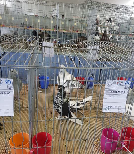 20190125_123036(1) - u EXPO PASARI PORUMBEI SI ANIMALUTE DE CASA Plesuva Comarnic Ian 2019