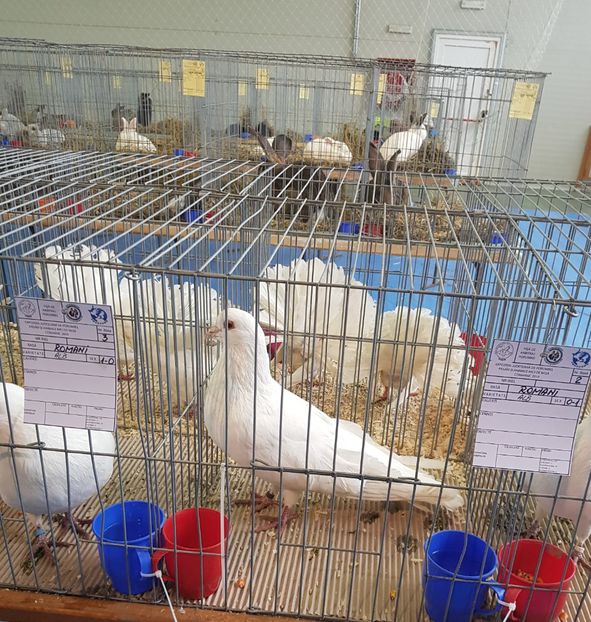 20190125_123111(1) - u EXPO PASARI PORUMBEI SI ANIMALUTE DE CASA Plesuva Comarnic Ian 2019