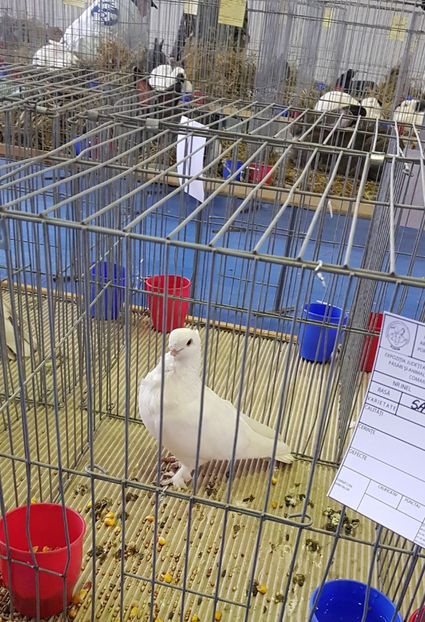 20190125_131217 (2) - u EXPO PASARI PORUMBEI SI ANIMALUTE DE CASA Plesuva Comarnic Ian 2019