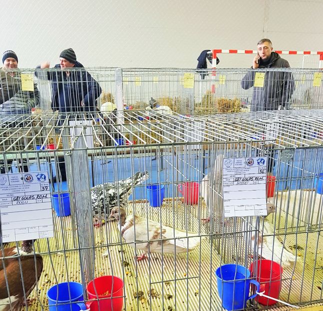 20190125_131242 (4) - u EXPO PASARI PORUMBEI SI ANIMALUTE DE CASA Plesuva Comarnic Ian 2019