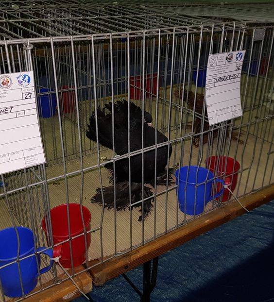 20190125_131242 (5) - u EXPO PASARI PORUMBEI SI ANIMALUTE DE CASA Plesuva Comarnic Ian 2019
