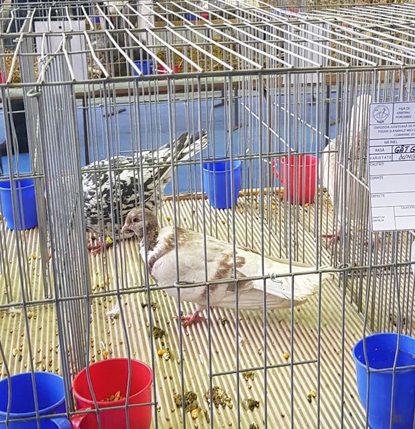 20190126_171231 (3) - u EXPO PASARI PORUMBEI SI ANIMALUTE DE CASA Plesuva Comarnic Ian 2019