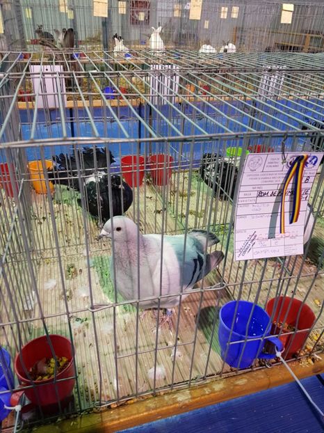  - u EXPO PASARI PORUMBEI SI ANIMALUTE DE CASA Plesuva Comarnic Ian 2019