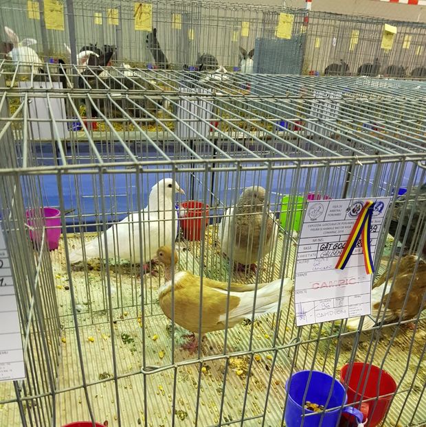  - u EXPO PASARI PORUMBEI SI ANIMALUTE DE CASA Plesuva Comarnic Ian 2019