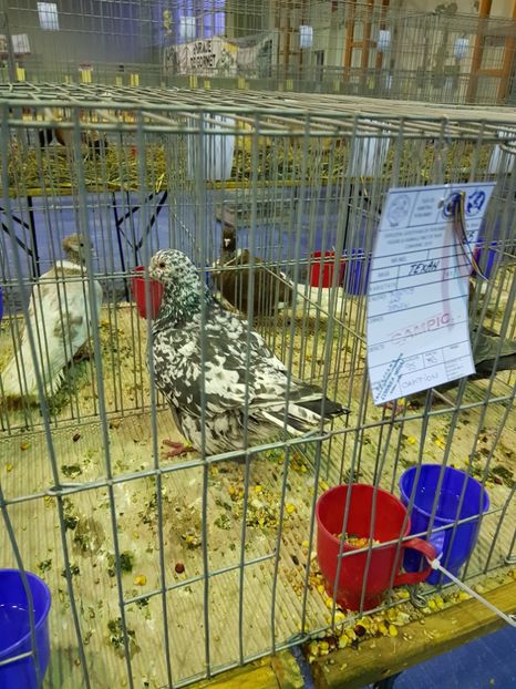 20190126_171419 (2) - u EXPO PASARI PORUMBEI SI ANIMALUTE DE CASA Plesuva Comarnic Ian 2019