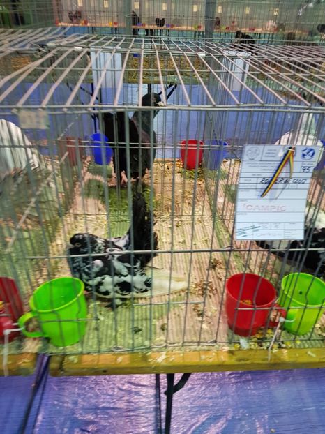  - u EXPO PASARI PORUMBEI SI ANIMALUTE DE CASA Plesuva Comarnic Ian 2019