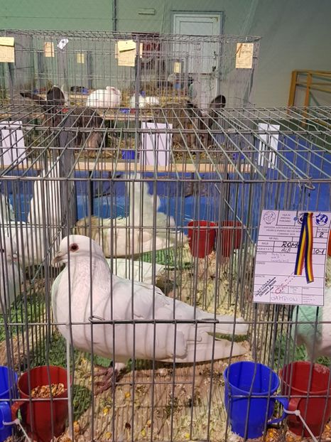  - u EXPO PASARI PORUMBEI SI ANIMALUTE DE CASA Plesuva Comarnic Ian 2019