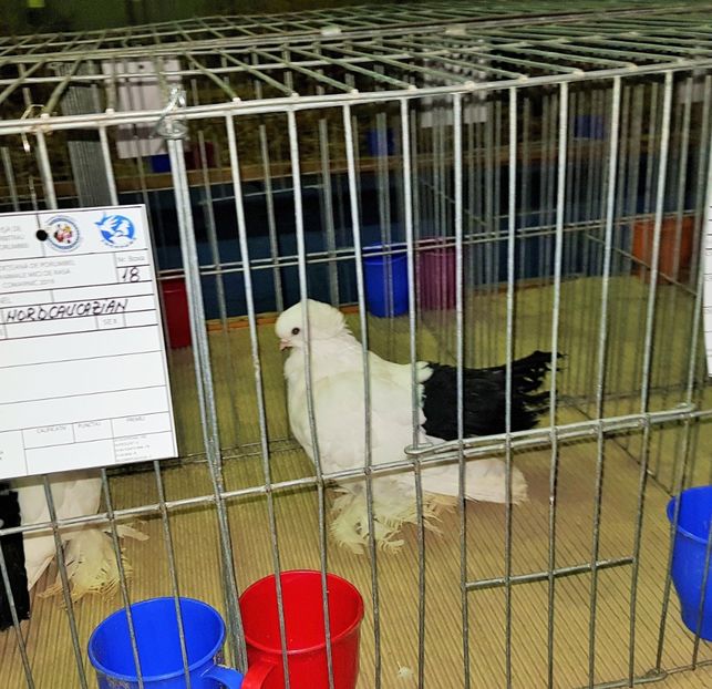 20190124_204034 (5) - u EXPO PASARI PORUMBEI SI ANIMALUTE DE CASA Plesuva Comarnic Ian 2019