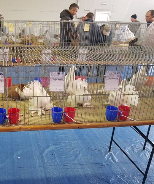 20190125_114212 (2) - u EXPO PASARI PORUMBEI SI ANIMALUTE DE CASA Plesuva Comarnic Ian 2019