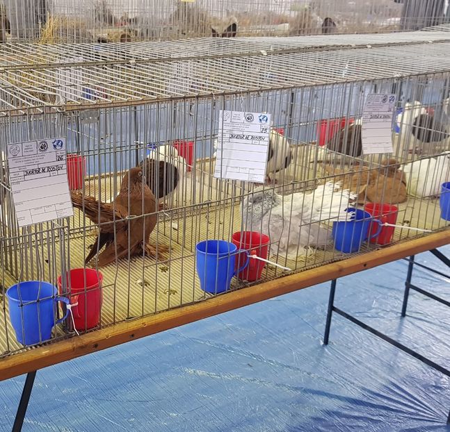 20190125_114242 (2) - u EXPO PASARI PORUMBEI SI ANIMALUTE DE CASA Plesuva Comarnic Ian 2019