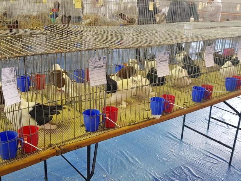  - u EXPO PASARI PORUMBEI SI ANIMALUTE DE CASA Plesuva Comarnic Ian 2019