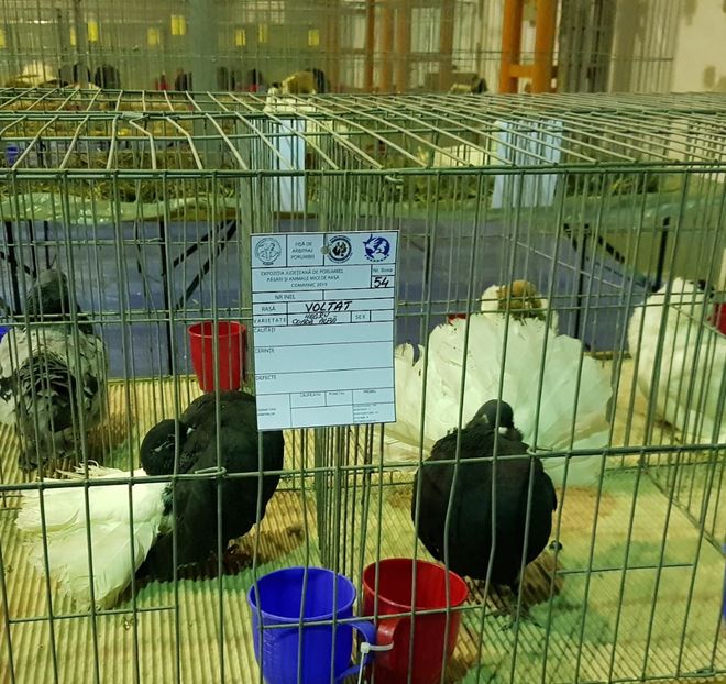  - u EXPO PASARI PORUMBEI SI ANIMALUTE DE CASA Plesuva Comarnic Ian 2019