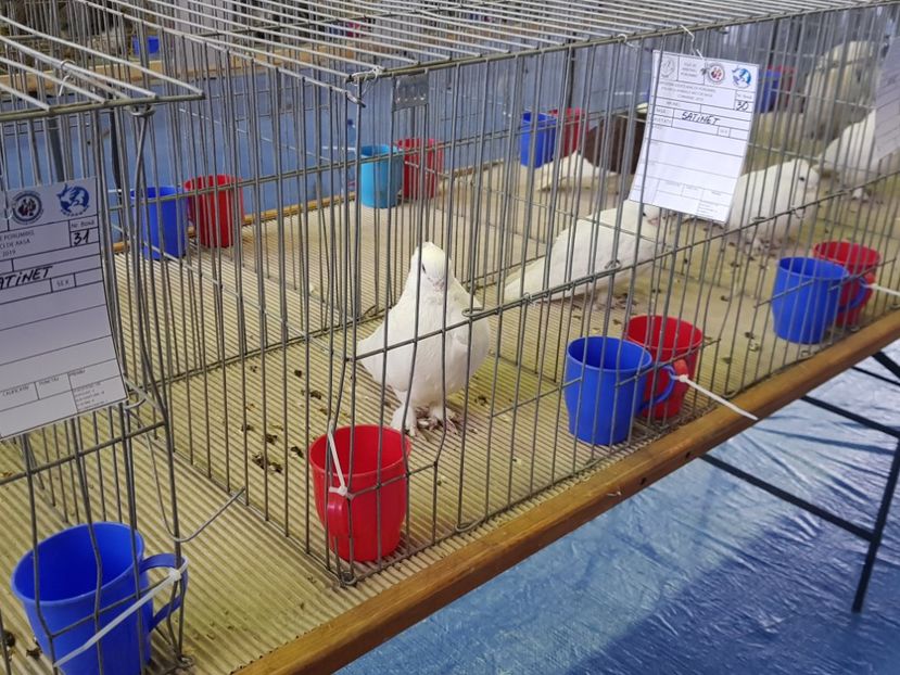  - u EXPO PASARI PORUMBEI SI ANIMALUTE DE CASA Plesuva Comarnic Ian 2019