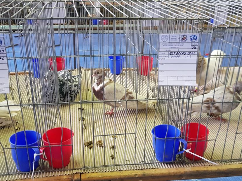  - u EXPO PASARI PORUMBEI SI ANIMALUTE DE CASA Plesuva Comarnic Ian 2019