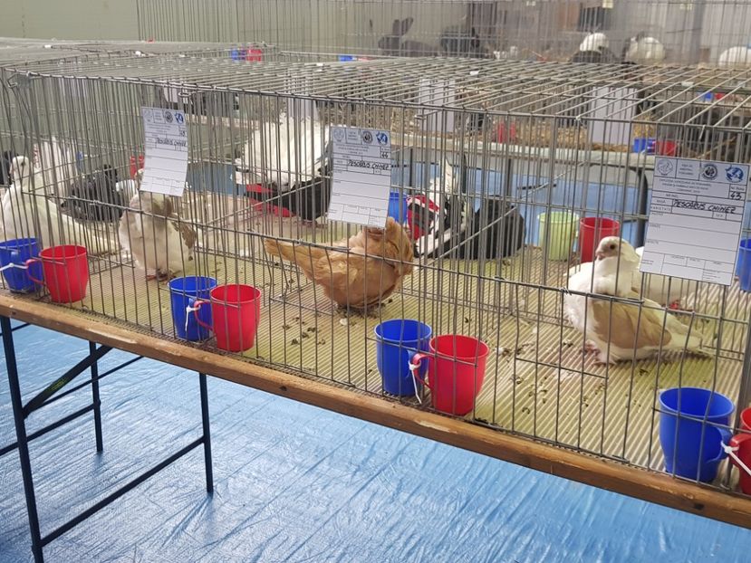  - u EXPO PASARI PORUMBEI SI ANIMALUTE DE CASA Plesuva Comarnic Ian 2019