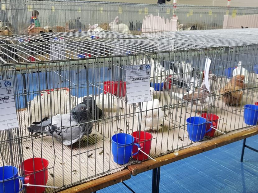  - u EXPO PASARI PORUMBEI SI ANIMALUTE DE CASA Plesuva Comarnic Ian 2019