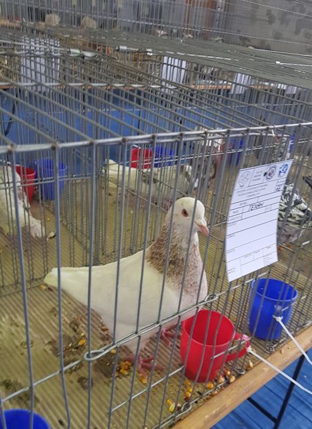 20190125_122909 (2) - u EXPO PASARI PORUMBEI SI ANIMALUTE DE CASA Plesuva Comarnic Ian 2019