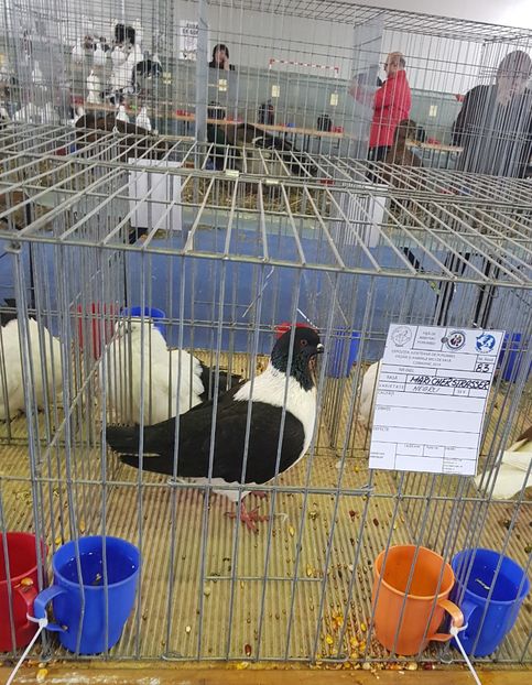 20190125_122951 (2) - u EXPO PASARI PORUMBEI SI ANIMALUTE DE CASA Plesuva Comarnic Ian 2019