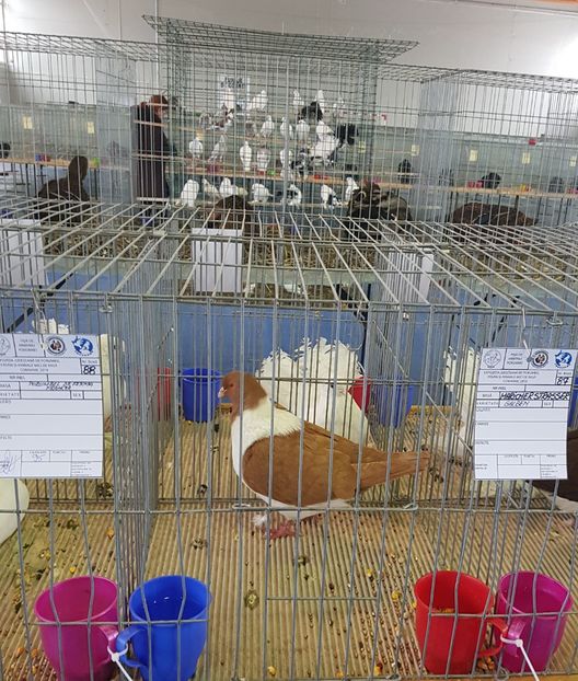 20190125_123029(1) - u EXPO PASARI PORUMBEI SI ANIMALUTE DE CASA Plesuva Comarnic Ian 2019