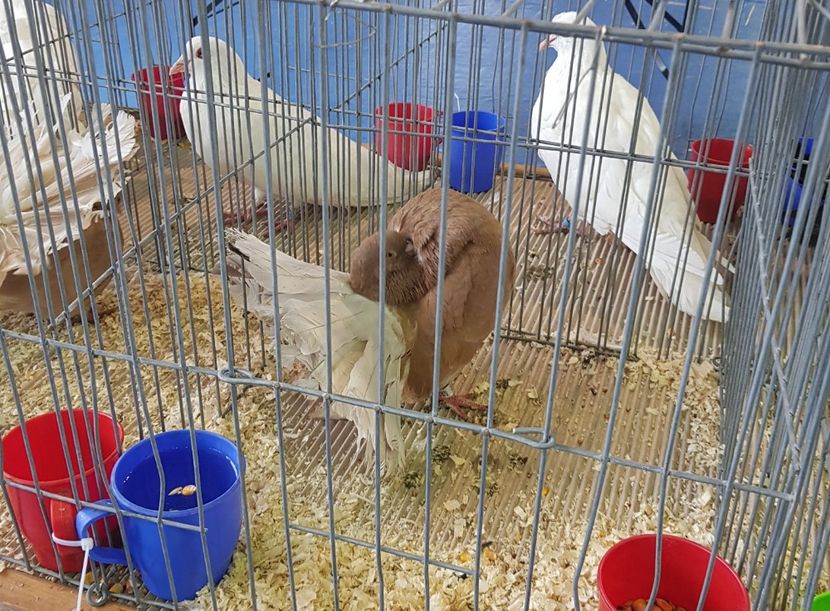 20190125_123057 (3) - u EXPO PASARI PORUMBEI SI ANIMALUTE DE CASA Plesuva Comarnic Ian 2019