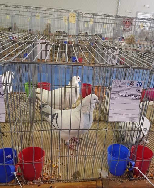 20190125_123132 (2) - u EXPO PASARI PORUMBEI SI ANIMALUTE DE CASA Plesuva Comarnic Ian 2019