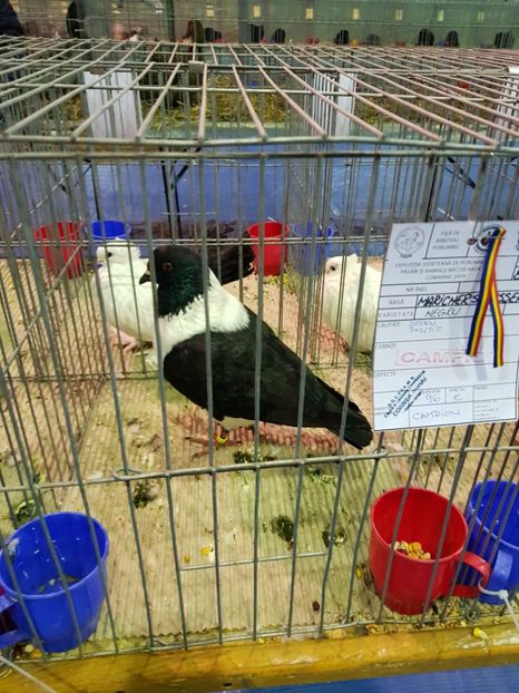  - u EXPO PASARI PORUMBEI SI ANIMALUTE DE CASA Plesuva Comarnic Ian 2019