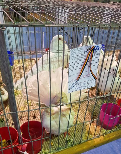 20190126_171455 (2) - u EXPO PASARI PORUMBEI SI ANIMALUTE DE CASA Plesuva Comarnic Ian 2019