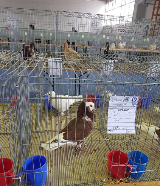 20190125_122935 (2) - u EXPO PASARI PORUMBEI SI ANIMALUTE DE CASA Plesuva Comarnic Ian 2019