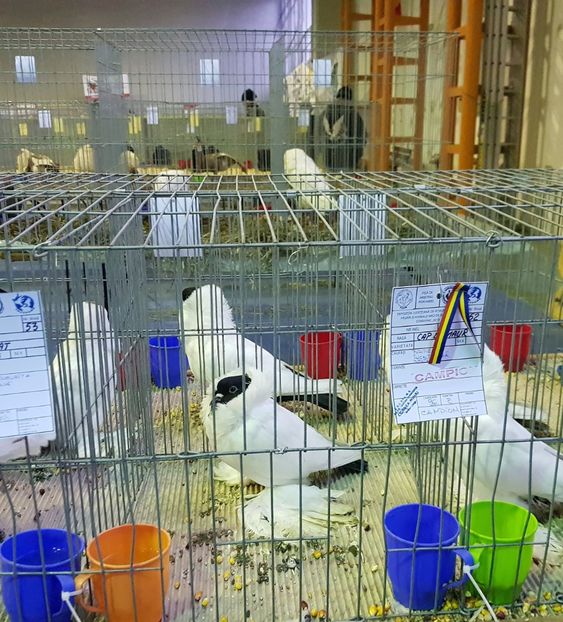 20190125_122935 (3) - u EXPO PASARI PORUMBEI SI ANIMALUTE DE CASA Plesuva Comarnic Ian 2019