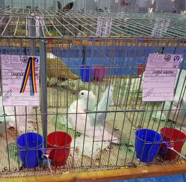 20190125_123036(3) - u EXPO PASARI PORUMBEI SI ANIMALUTE DE CASA Plesuva Comarnic Ian 2019