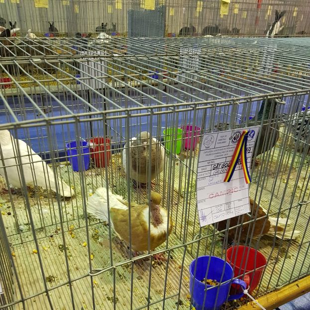20190126_171156 (3) - u EXPO PASARI PORUMBEI SI ANIMALUTE DE CASA Plesuva Comarnic Ian 2019