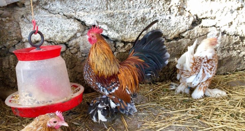 D5C6D77F-A932-4C47-AAC0-C003FE120AF1 - c--Mii de flori Auriu Albastru Portelan