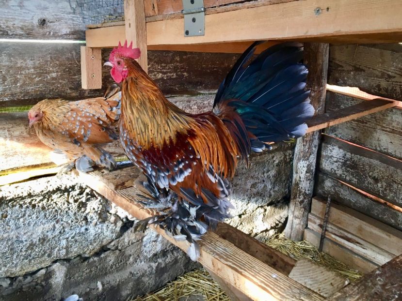 ECD8FA86-0AE3-4487-976A-6494BAC05FEC - c--Mii de flori Auriu Albastru Portelan