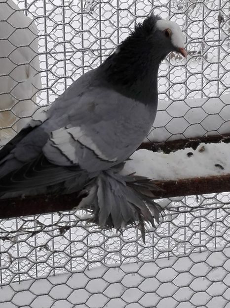 Acelasi - preot saxon albastru