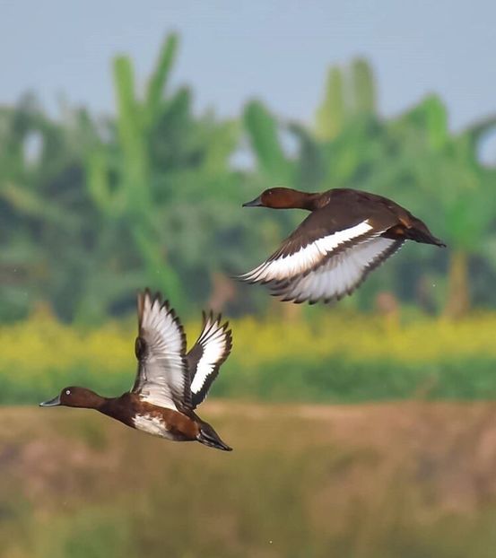  - Un fel de rai pe pământ!