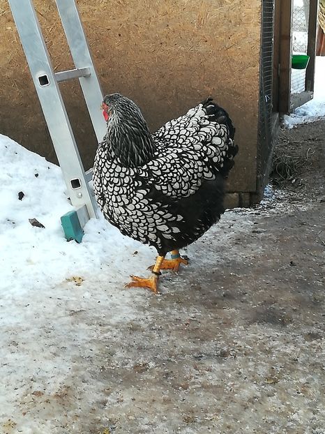  - WYANDOTTE ARGINTIU